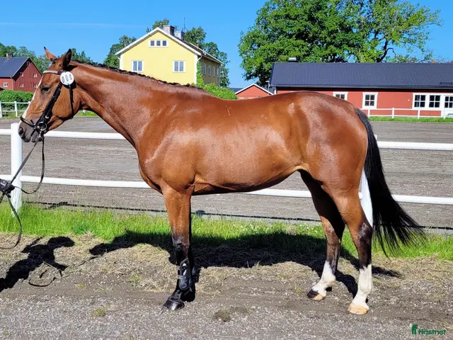hästar till salu: Hjärtat på rätta stället - Annons 1