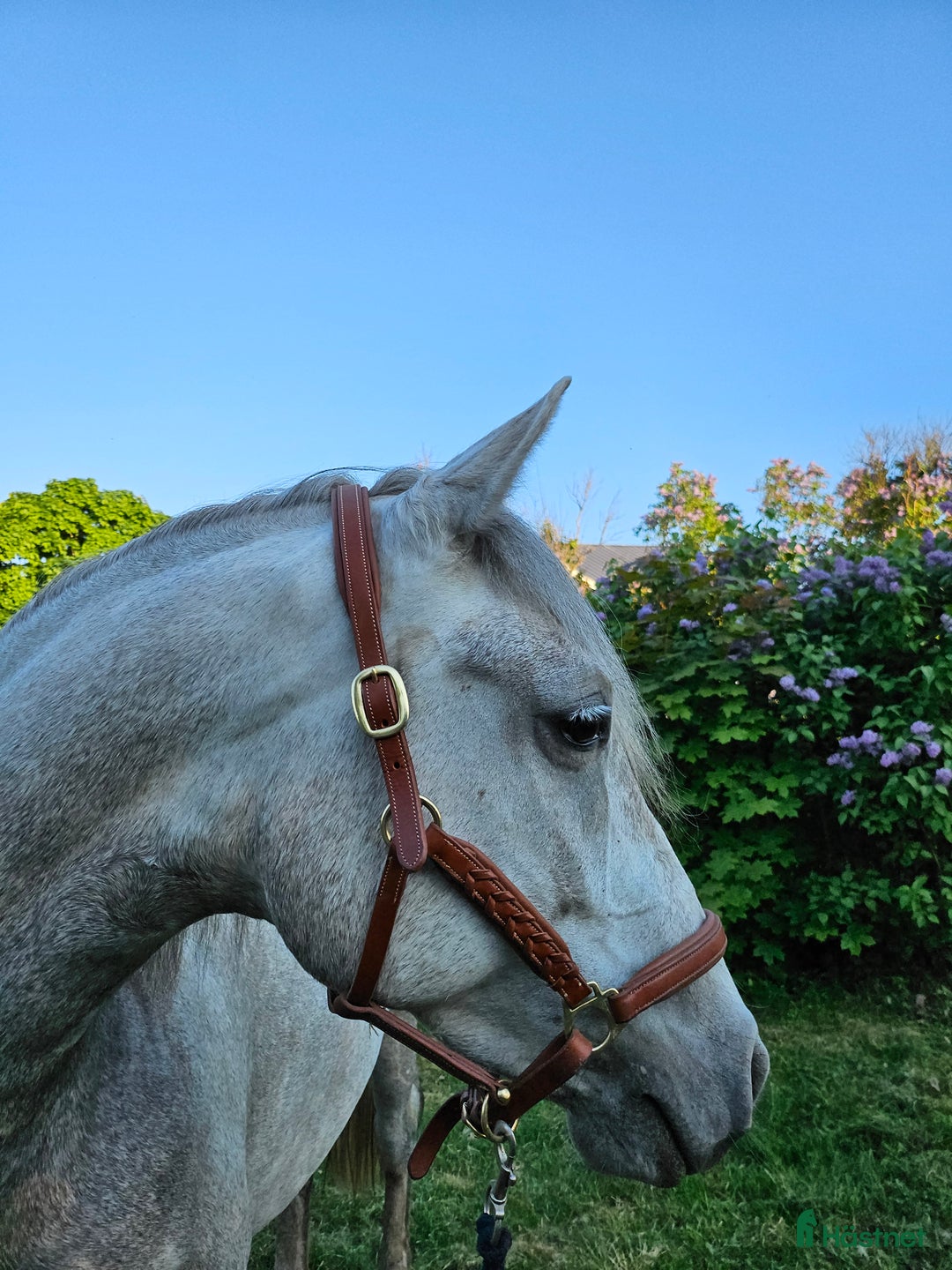  foderhäst finnes: Hobbysto söker fodervärd i Norrköping - Annons 2