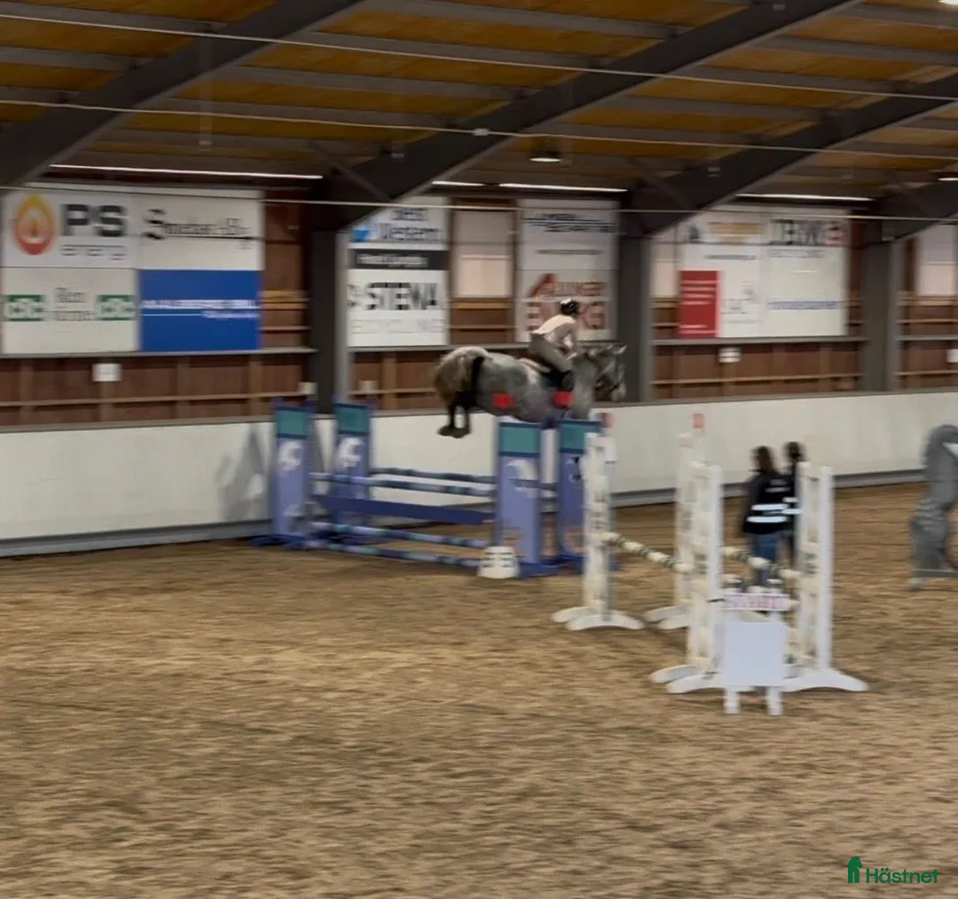 Hoppning hästar till salu: Kapabelt sto e Clinton II i Rottne - Annons 4