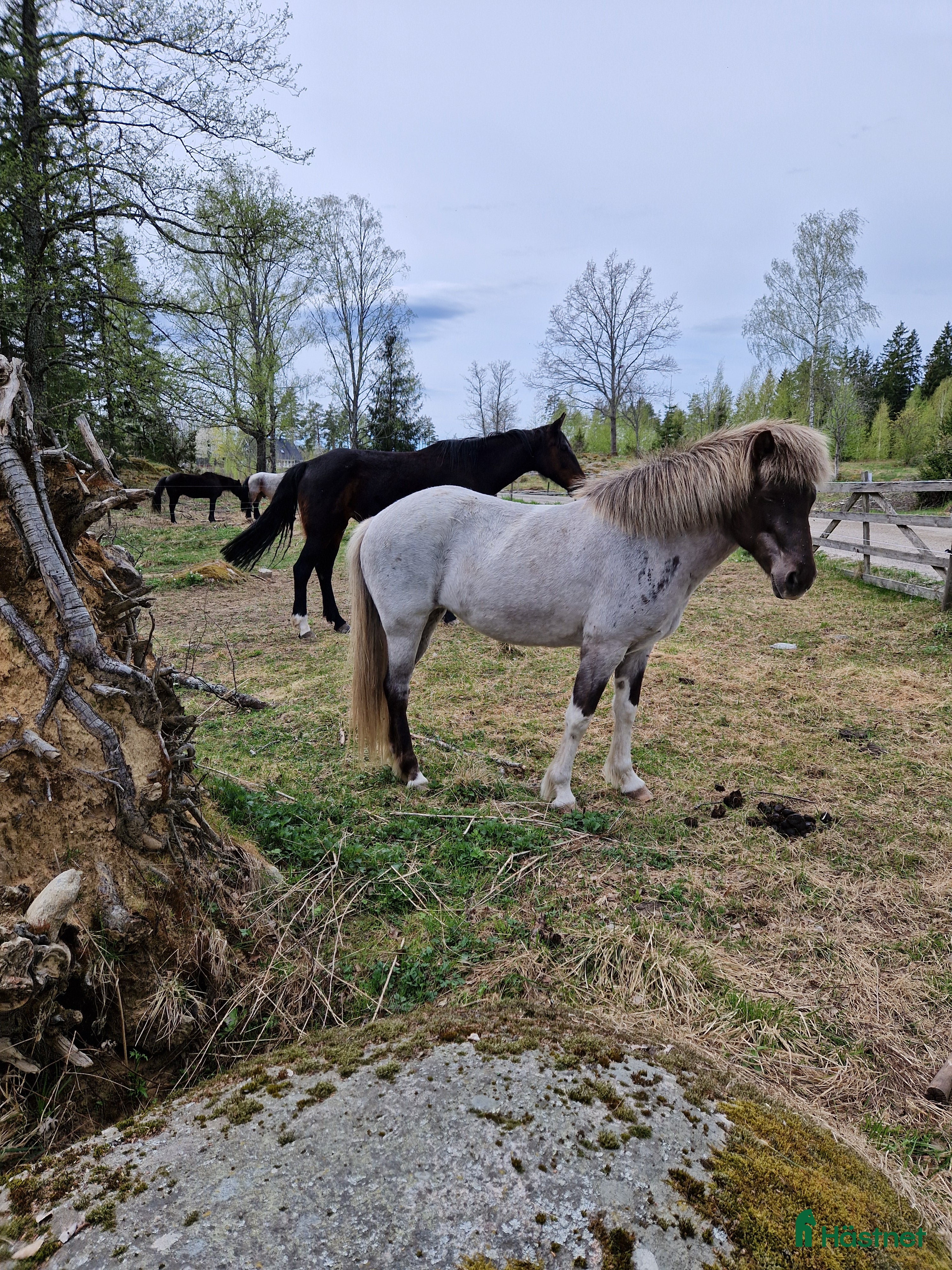  hästar Tjaldur avkomma i Söderköping - Annons 1