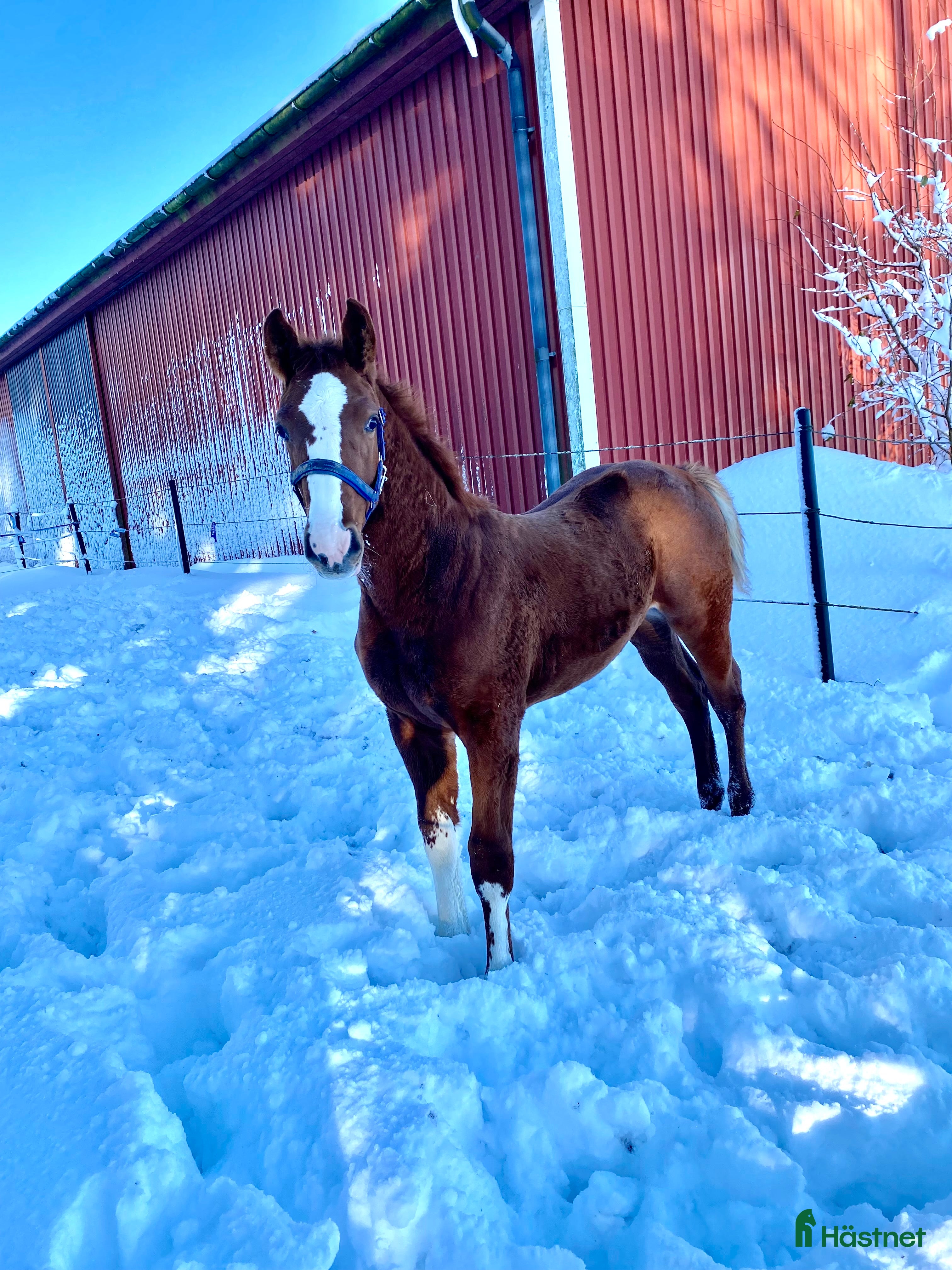  hästar Tenjaku, framtidens segrare på hoppbanan,  - Annons 3