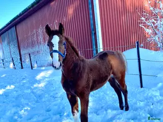 hästar Tenjaku, framtidens segrare på hoppbanan, - Annons 3