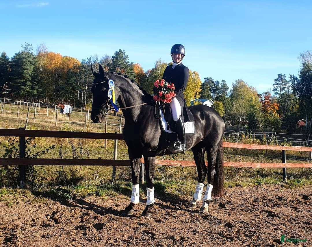 Dressyr hästar till salu: Läromästare och bästa vän  i Mockfjärd - Annons 3