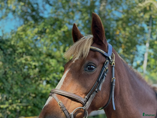 hästar *RESERVERAD* i Vadstena - Annons 19