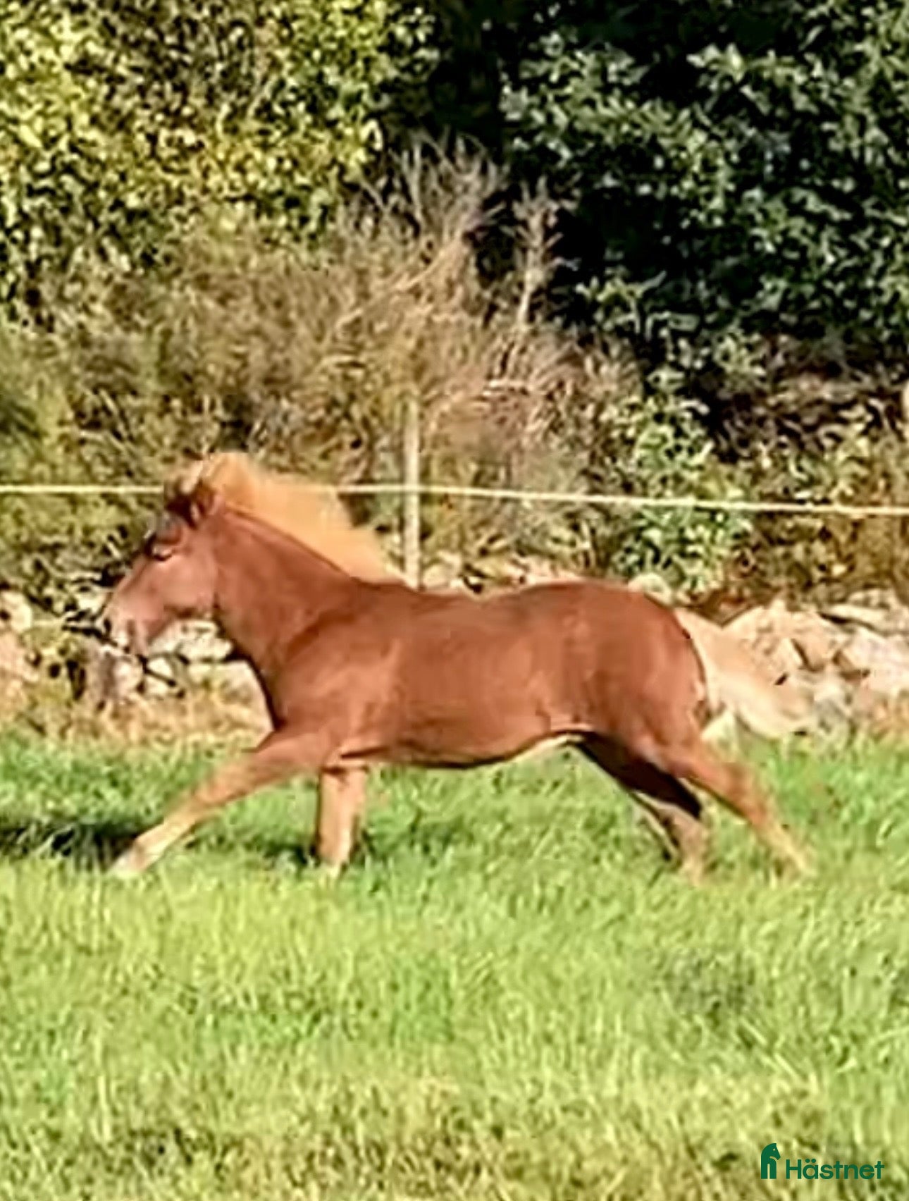 hästar Lovande unghingst beräknad blup 115,5 - Annons 2