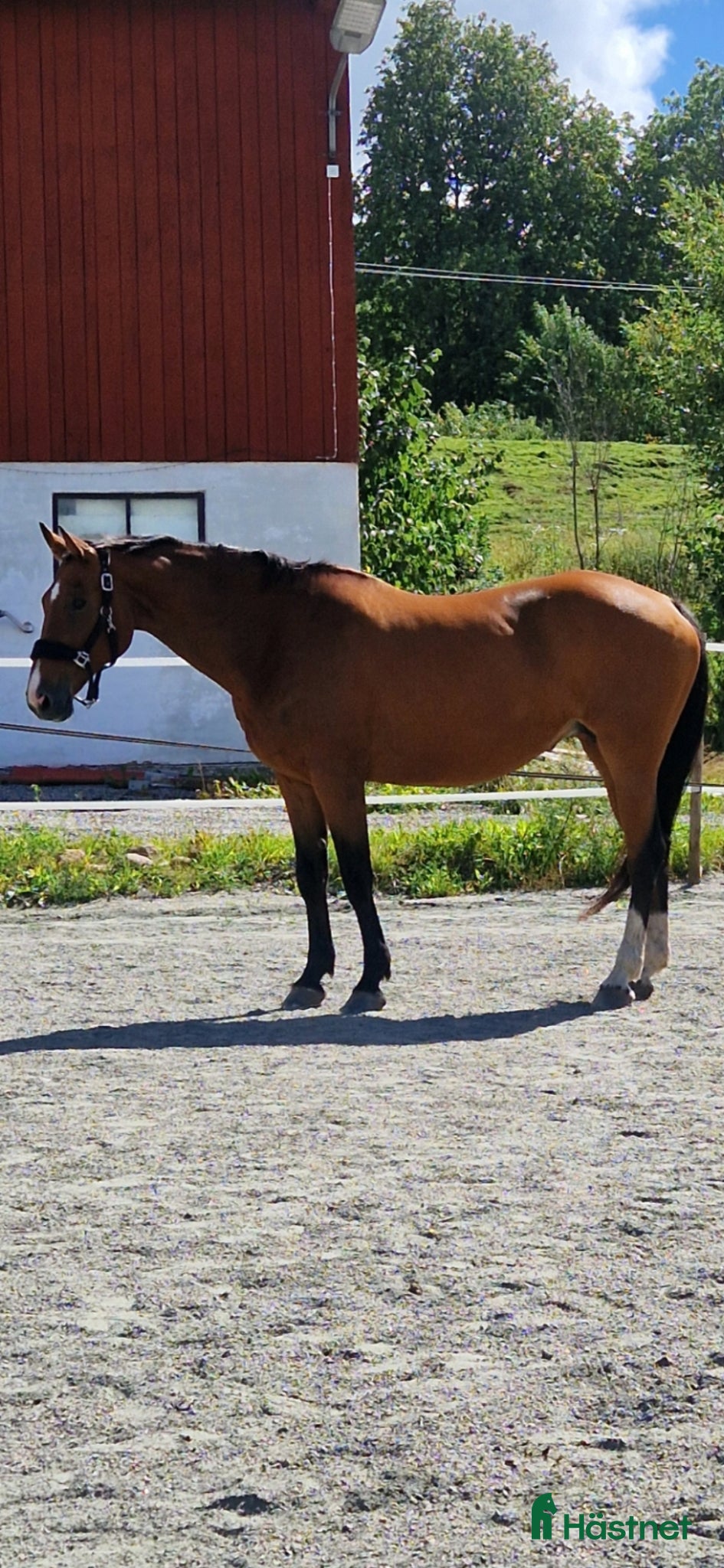  hästar Jätte fint avelssto med kanon hoppstam säljes/byte - Annons 1