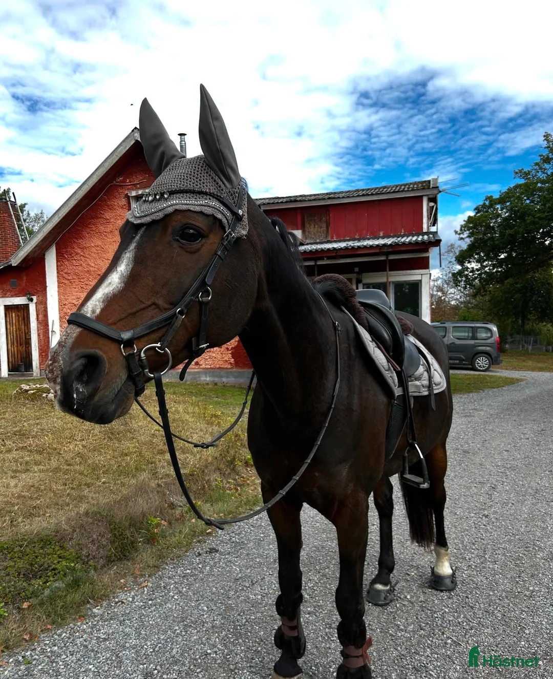 Allround hästar till salu: Söt häst söker nytt hem! i Adelsö - Annons 1
