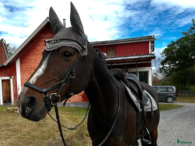 hästar till salu: Söt häst söker nytt hem! - Annons 15