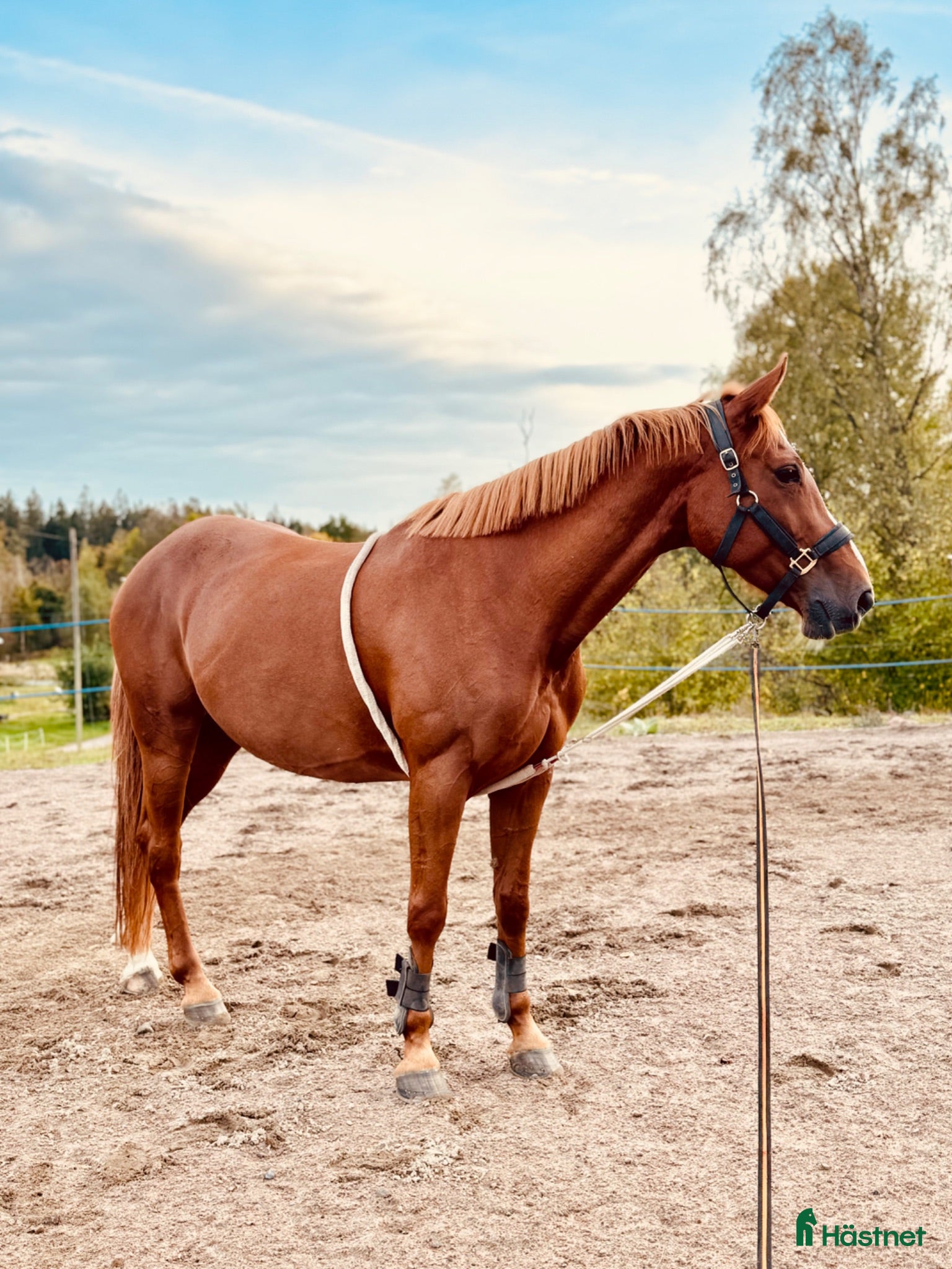 hästar Fantastisk häst för den som har tiden! - Annons 11