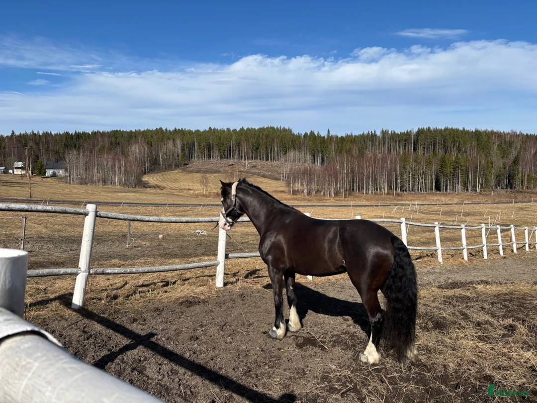 Trav hästar till salu: Sto för avel - Annons 2