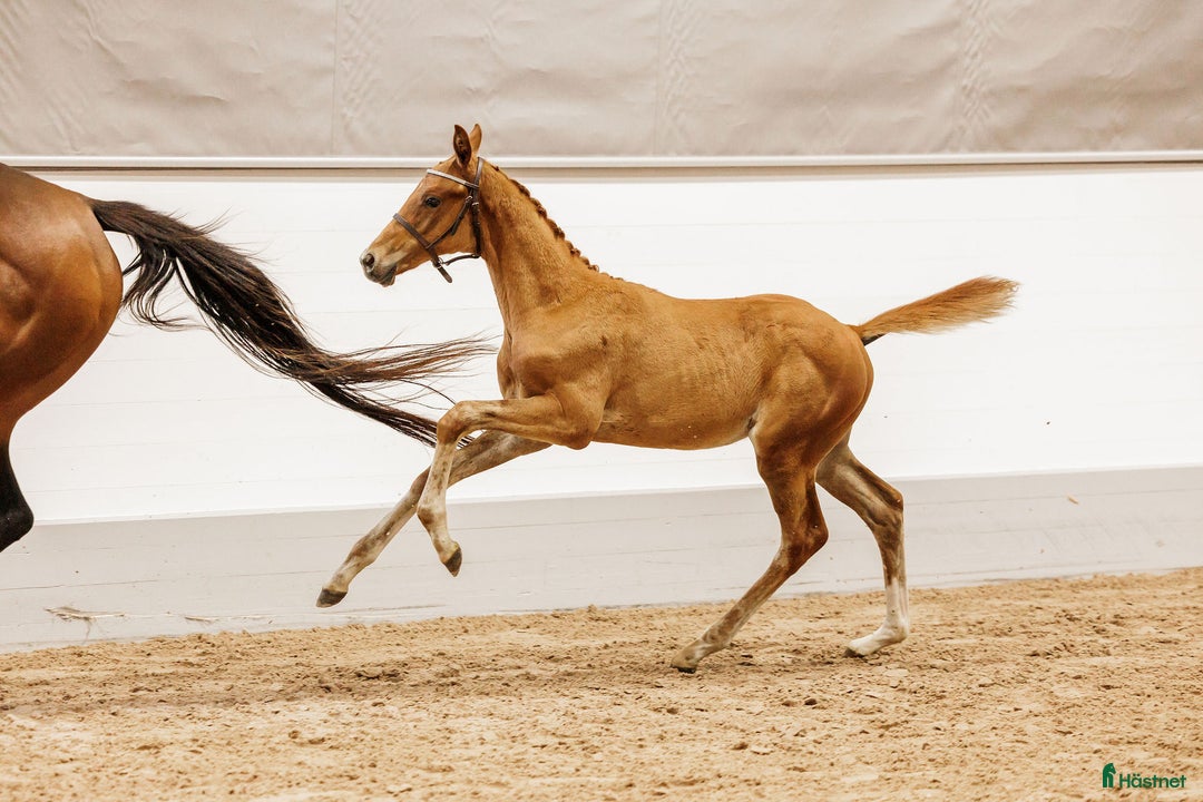 Fälttävlan hästar till salu: Fälttävlansämne med 8,5p för galopp!  i Björkvik - Annons 5
