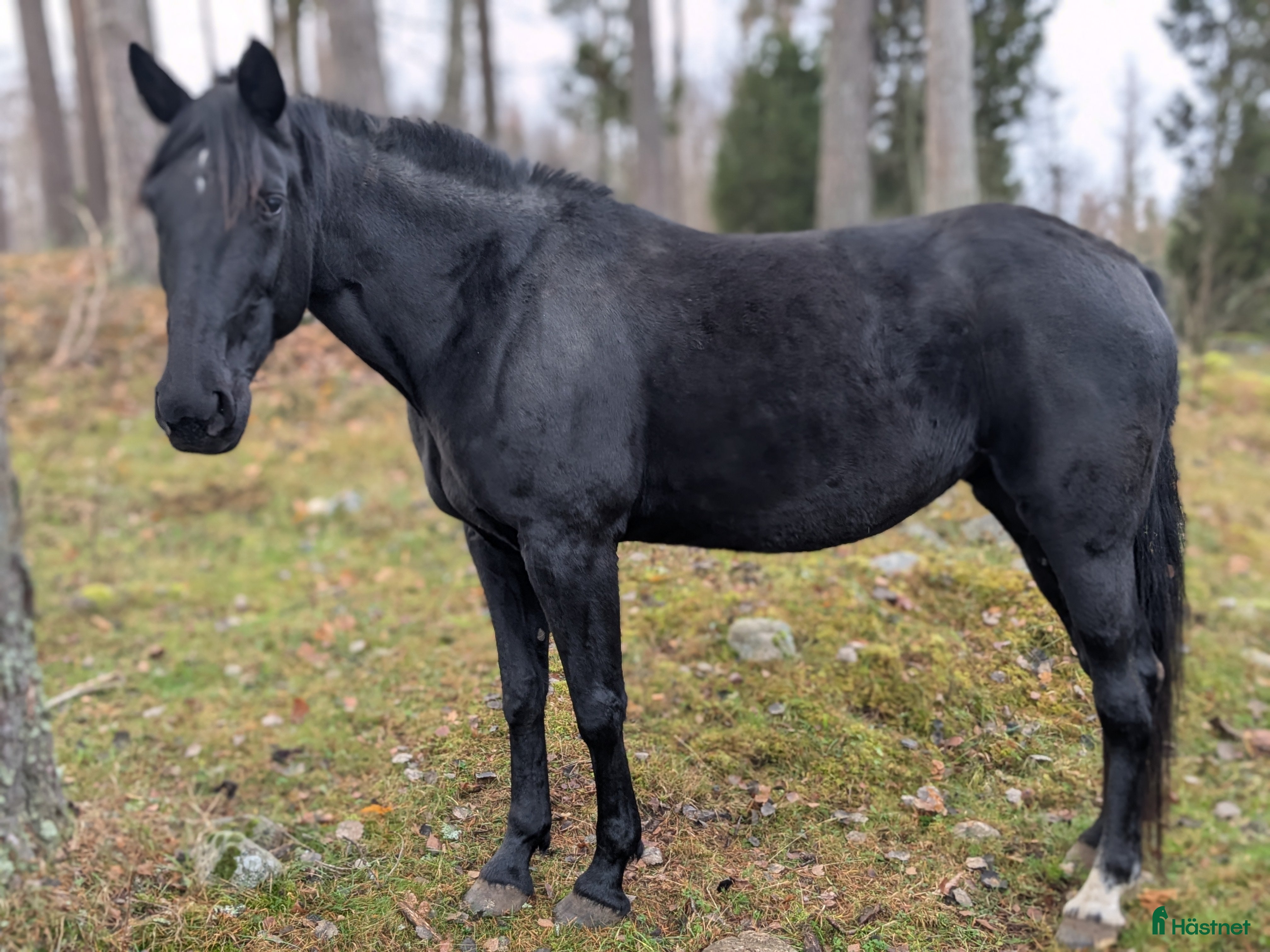  hästar Varmblodigt rid och körhäst i Killeberg - Annons 11