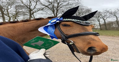  hästar i Hässleholm - Annons 15