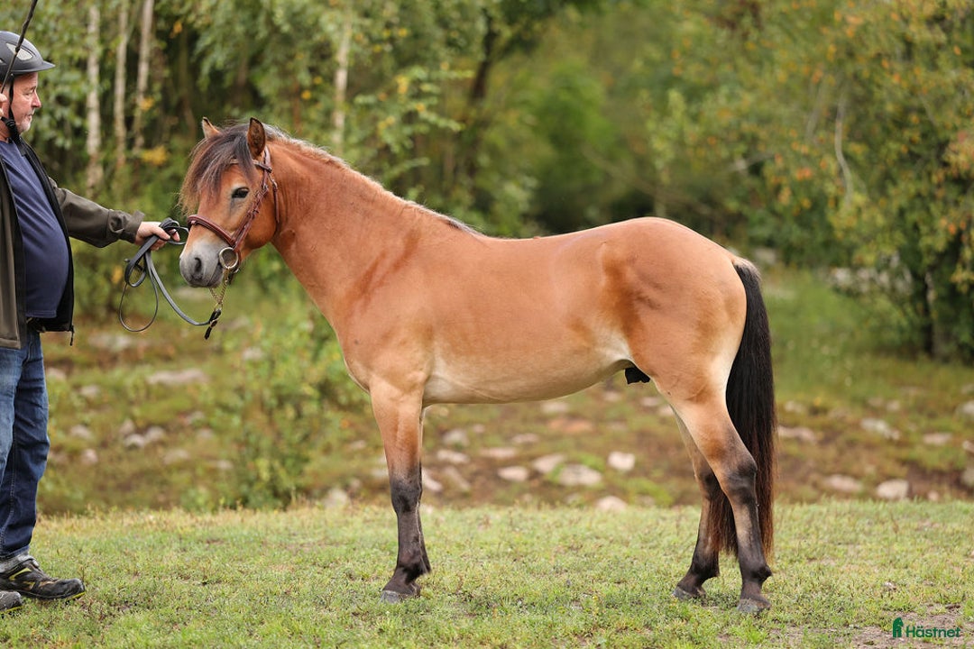 Allround hästar till salu: Energisk och positiv russhingst i Vårgårda - Annons 1