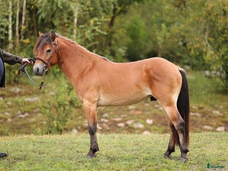 hästar Energisk och positiv russhingst i Vårgårda - Annons 5