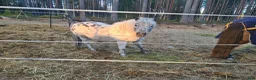 Övrigt hästar till salu: Intressekoll - shettiskorsning  - Annons 4