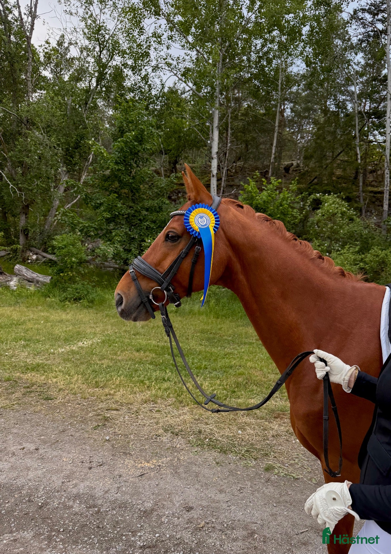  hästar FEI-ponny med massor av ridglädje - Annons 2