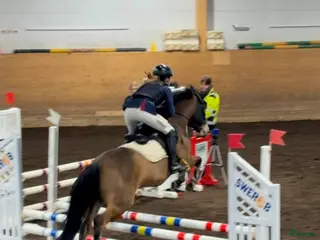 Hoppning hästar till salu: Projektponny med potential i Valla - Annons 2