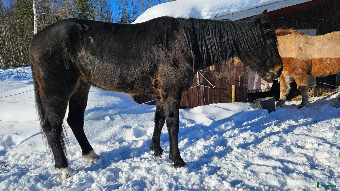 Allround hästar till salu: Mysig skogsmulle - Annons 3