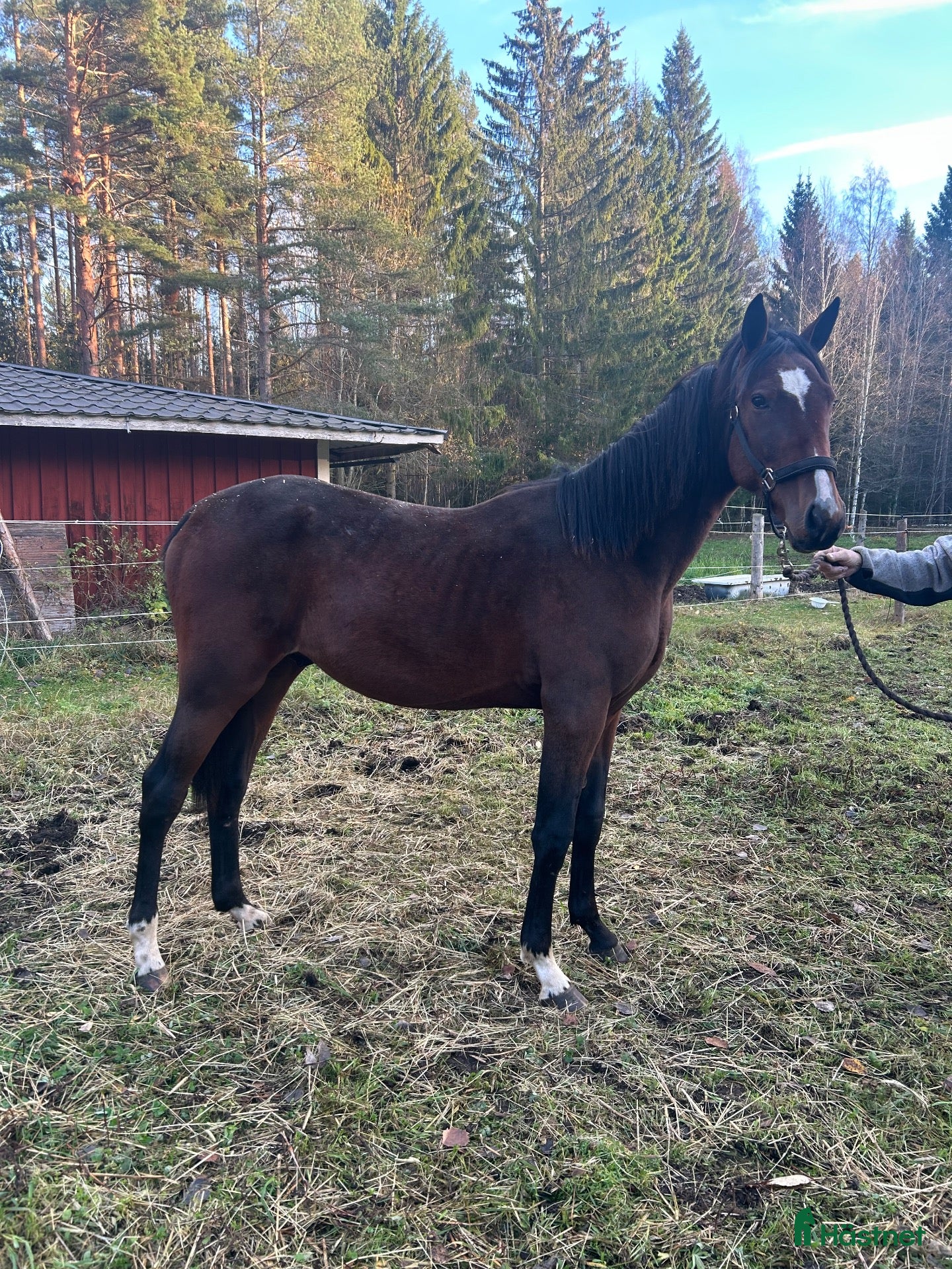  hästar till salu: Fin 1 åring med topp möderne. - Annons 6