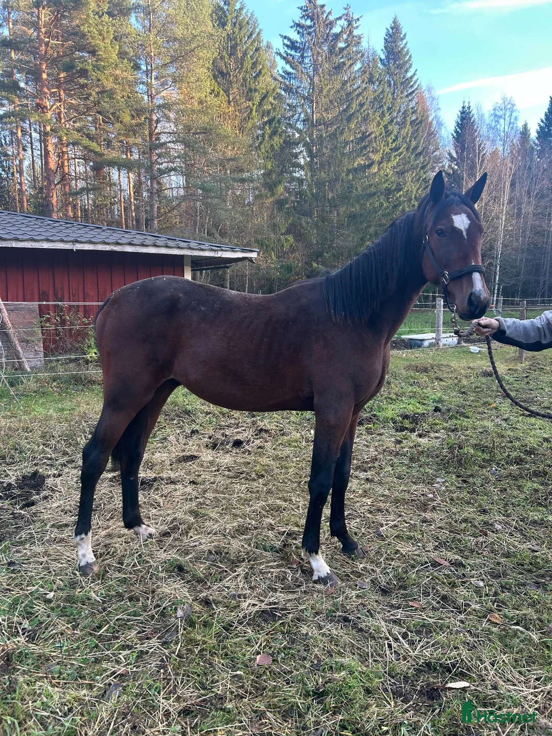 Trav hästar till salu: Fin 1 åring med topp möderne. - Annons 1