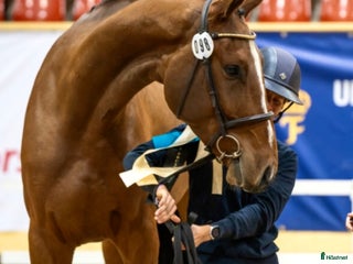 hästar Mkt fin 5-åring till salu i Tungelsta - Annons 9