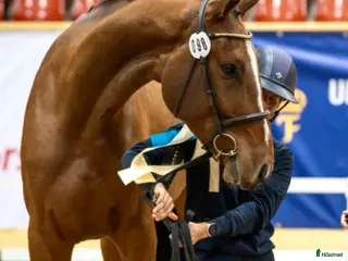 Hoppning hästar till salu: Mkt fin 5-åring till salu - Annons 2