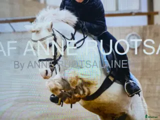 hästar Söker en bästa vän,foder,eller köp💕 - Annons 13