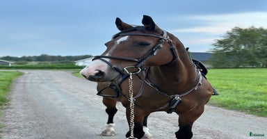  hästar i Älvängen - Annons 6