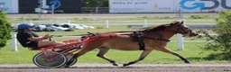 Trav hästar till salu: Ett Gotlandsruss med ett gott hjärta i Kalmar - Annons 3