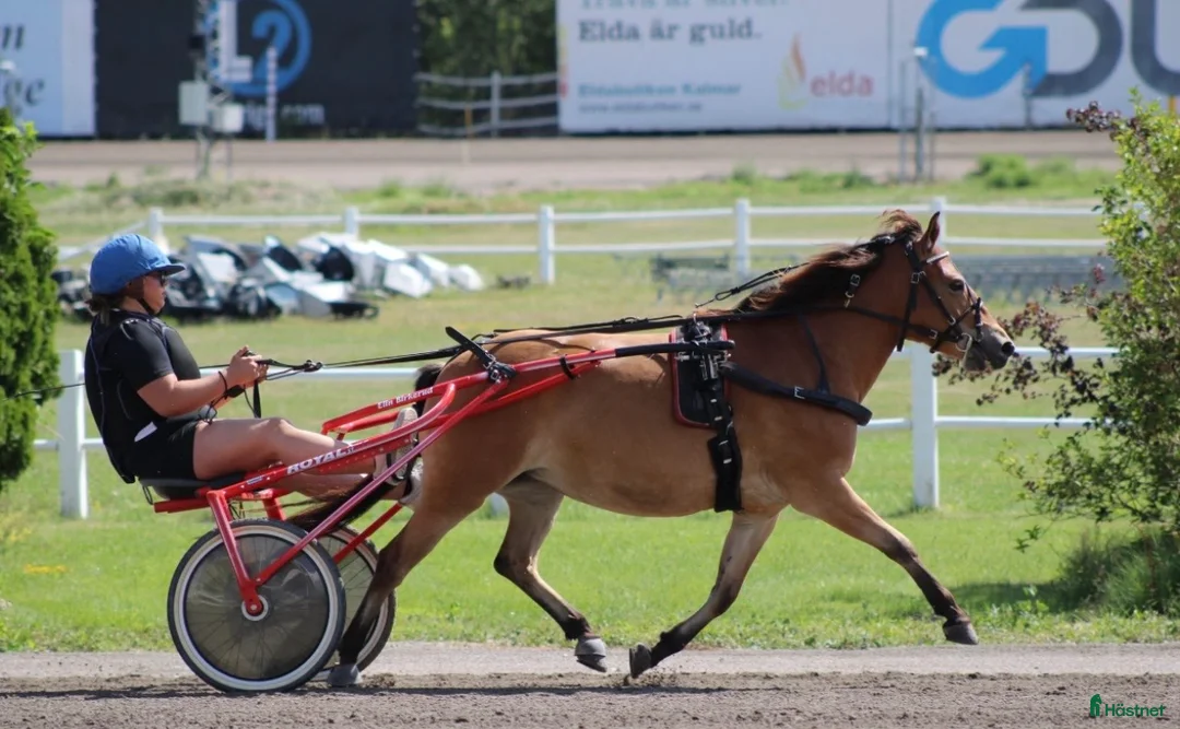 Trav hästar till salu: Ett Gotlandsruss med ett gott hjärta i Kalmar - Annons 3