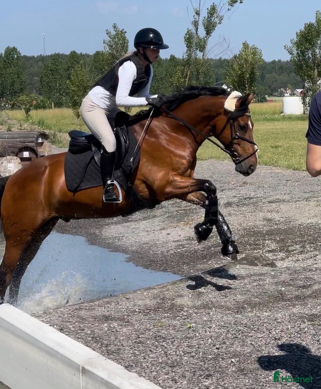  hästar Söker hopphäst och bästa vän  - Annons 1