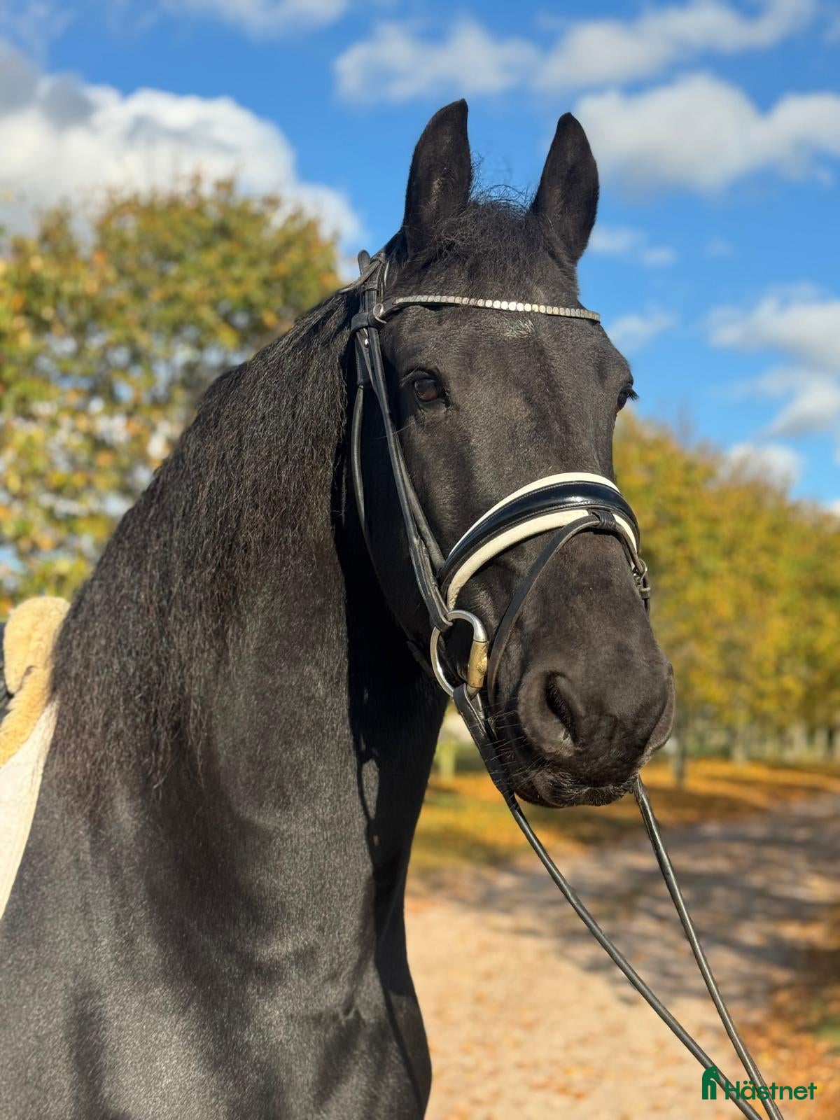 Allround hästar till salu: En sportig och framåt friservalack  i Kristianstad - Annons 3