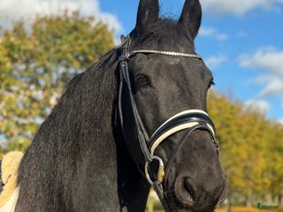 Allround hästar till salu: En sportig och framåt friservalack i Kristianstad - Annons 2