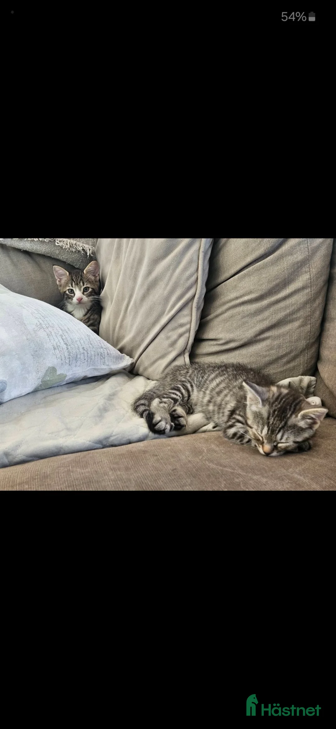Övrig utrustning övrig utrustning till salu: ❤️söt blivande stall katt❤️ - Annons 2