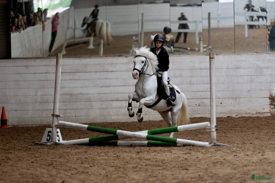  hästjobb finnes: Jobb på en av Norges største rideskoler🐎🇳🇴 - Annons 6