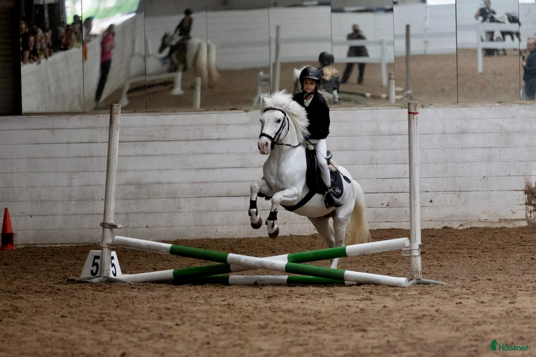  hästjobb finnes: Jobb på en av Norges største rideskoler🐎🇳🇴 - Annons 6