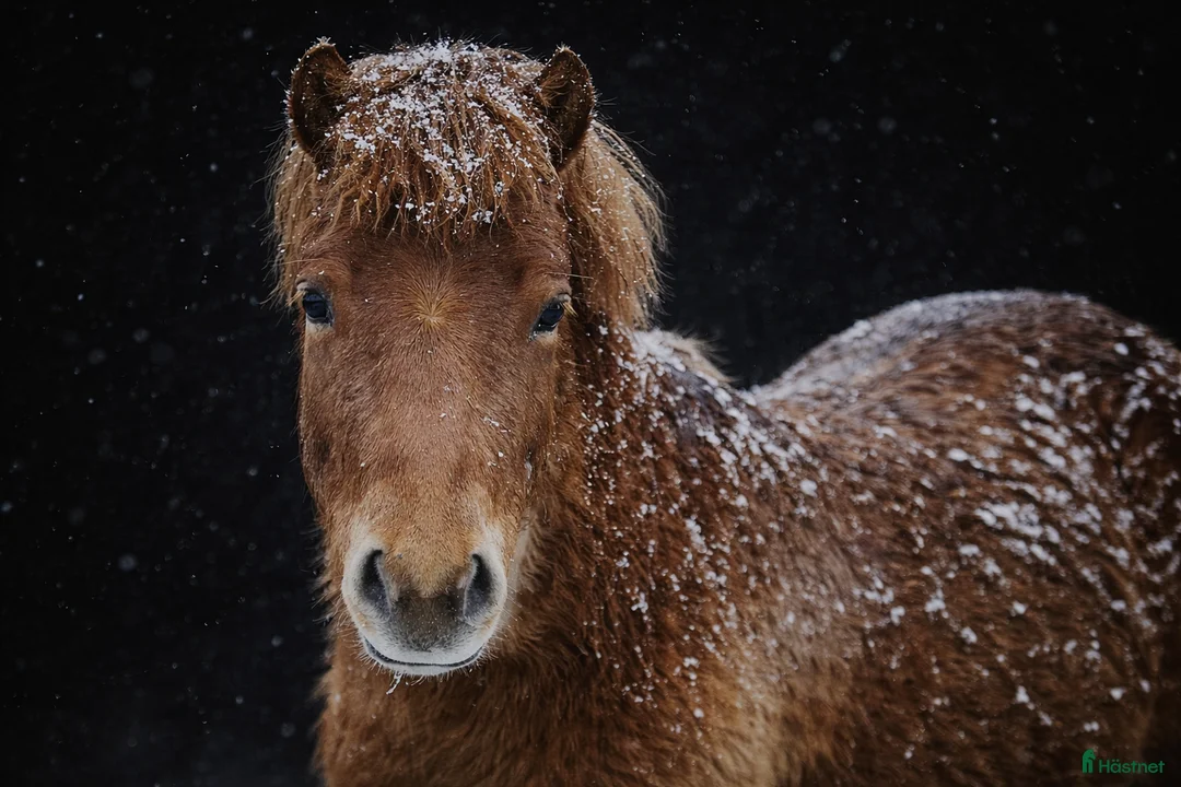 Trav hästar till salu: Russ med Fantom och Tyson i stammen  - Annons 1