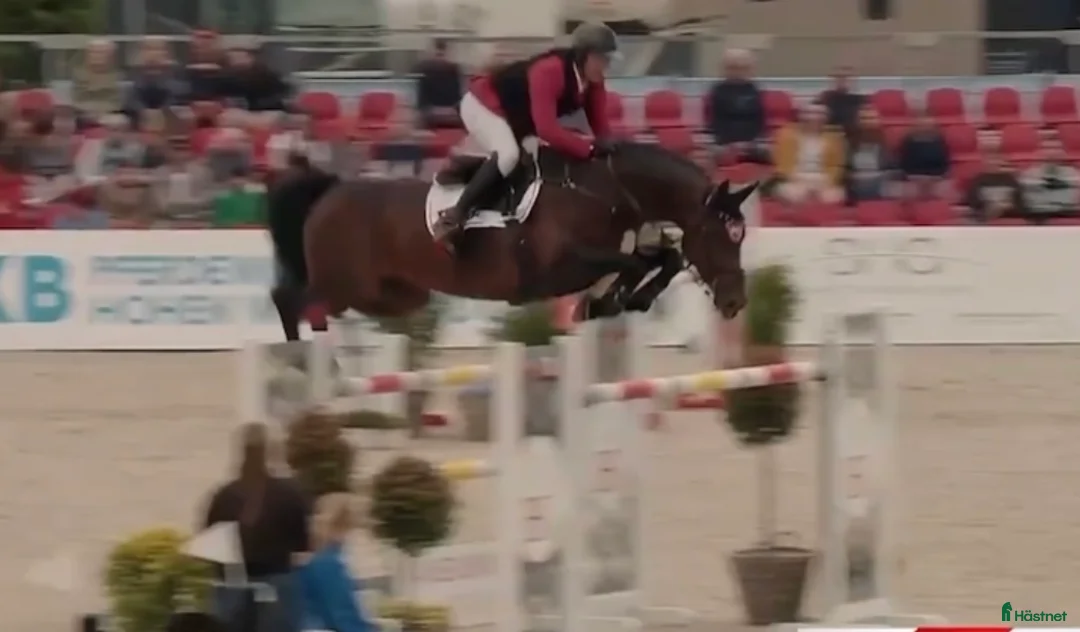  hästjobb finnes: Timmar i stall - Annons 6