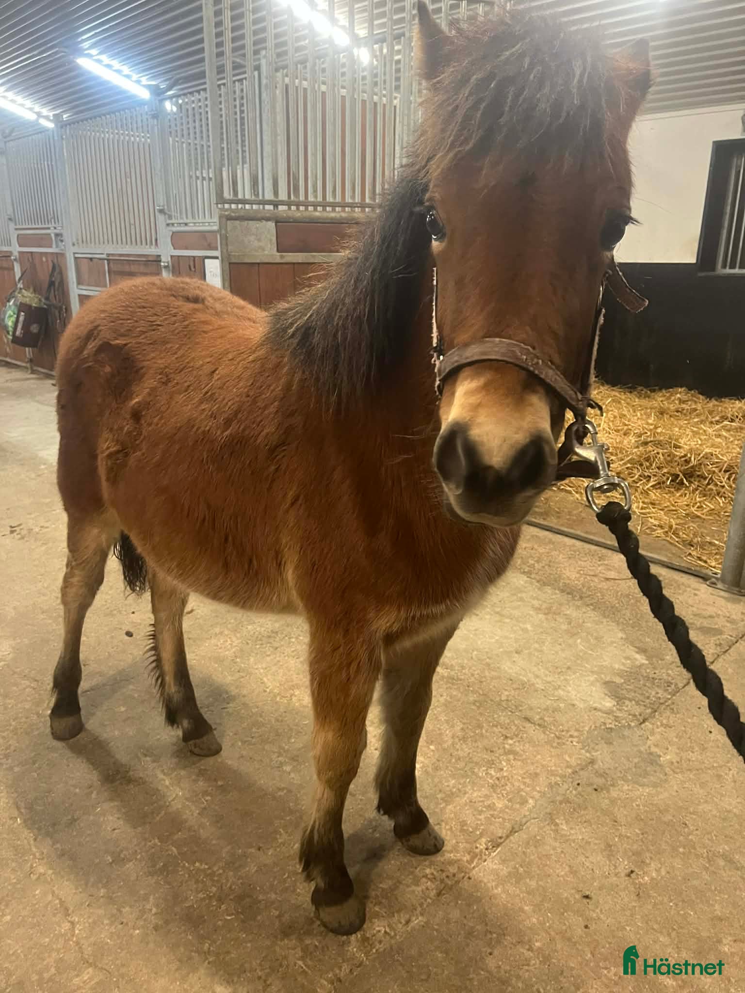  hästar En fantastisk ponny - Annons 12