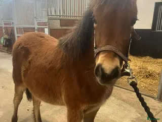 hästar En fantastisk ponny - Annons 12