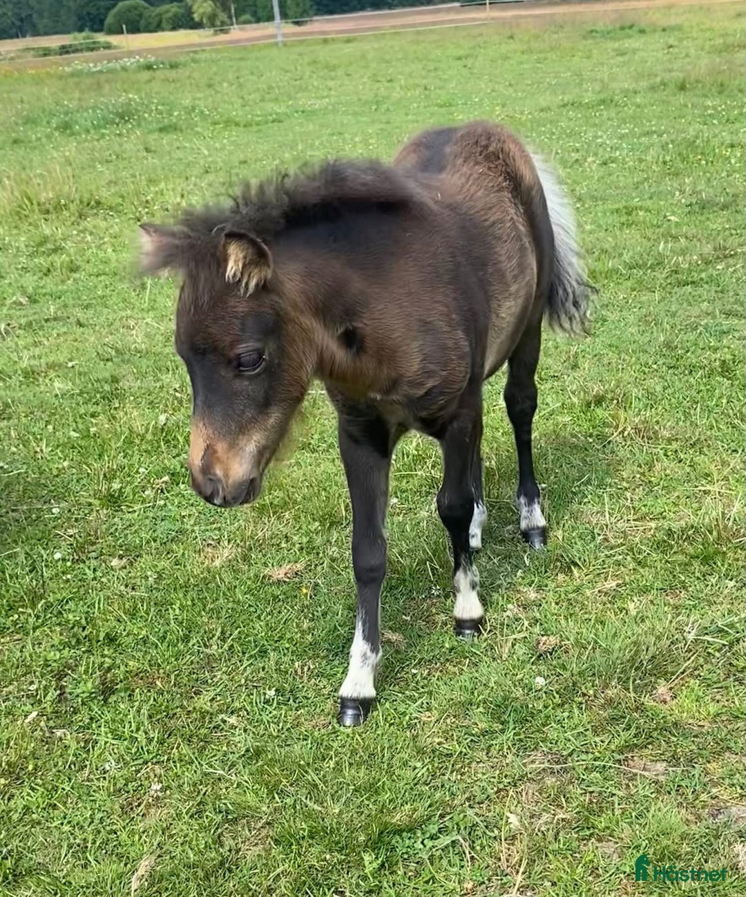 Utställning hästar till salu: Mini Shetlands hingst i Färgelanda - Annons 2