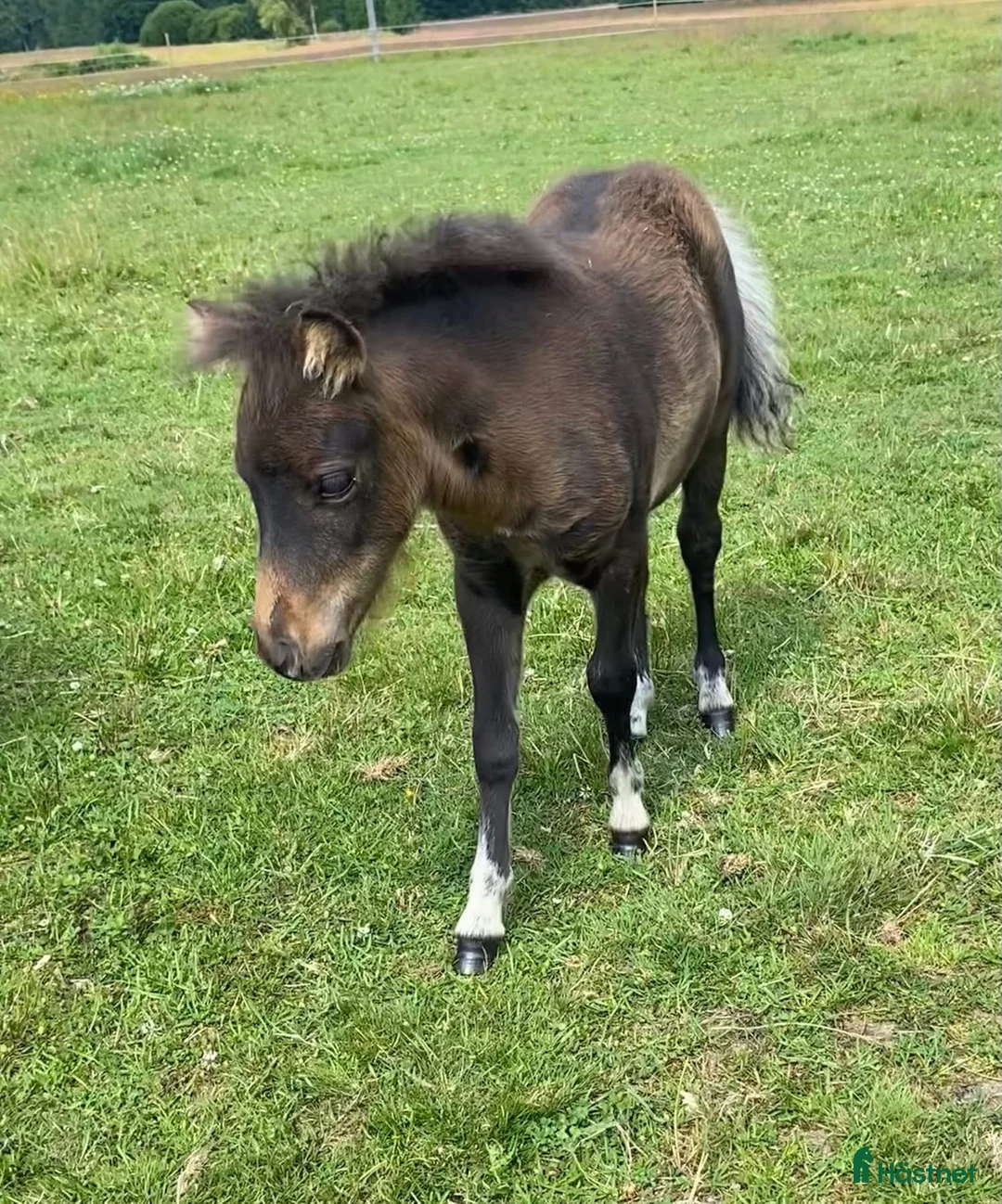 Utställning hästar till salu: Mini Shetlands hingst - Annons 2