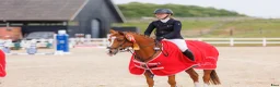Allround hästar till salu: Super allround pony til salg - Annons 9