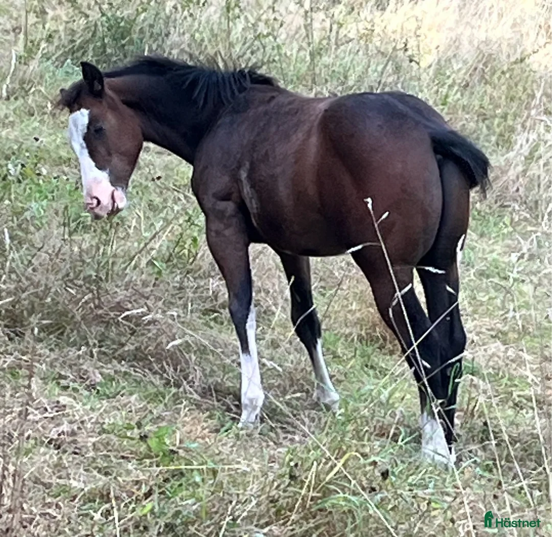 Western hästar till salu: Enterprise Rooster - Frosty i Lund - Annons 4