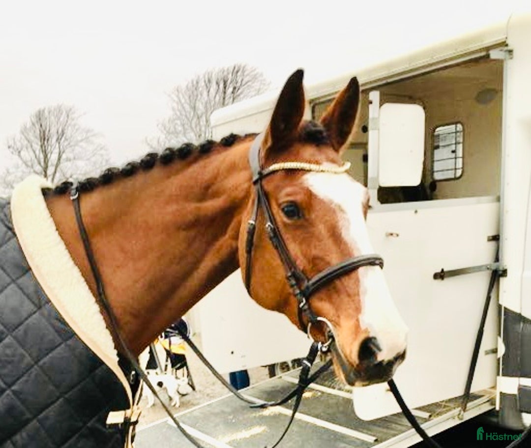 Allround hästar sökes: Söker häst 6-11 år  i Varberg - Annons 1