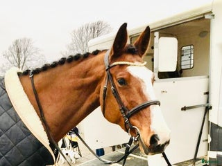 hästar Söker häst 6-11 år i Varberg - Annons 24