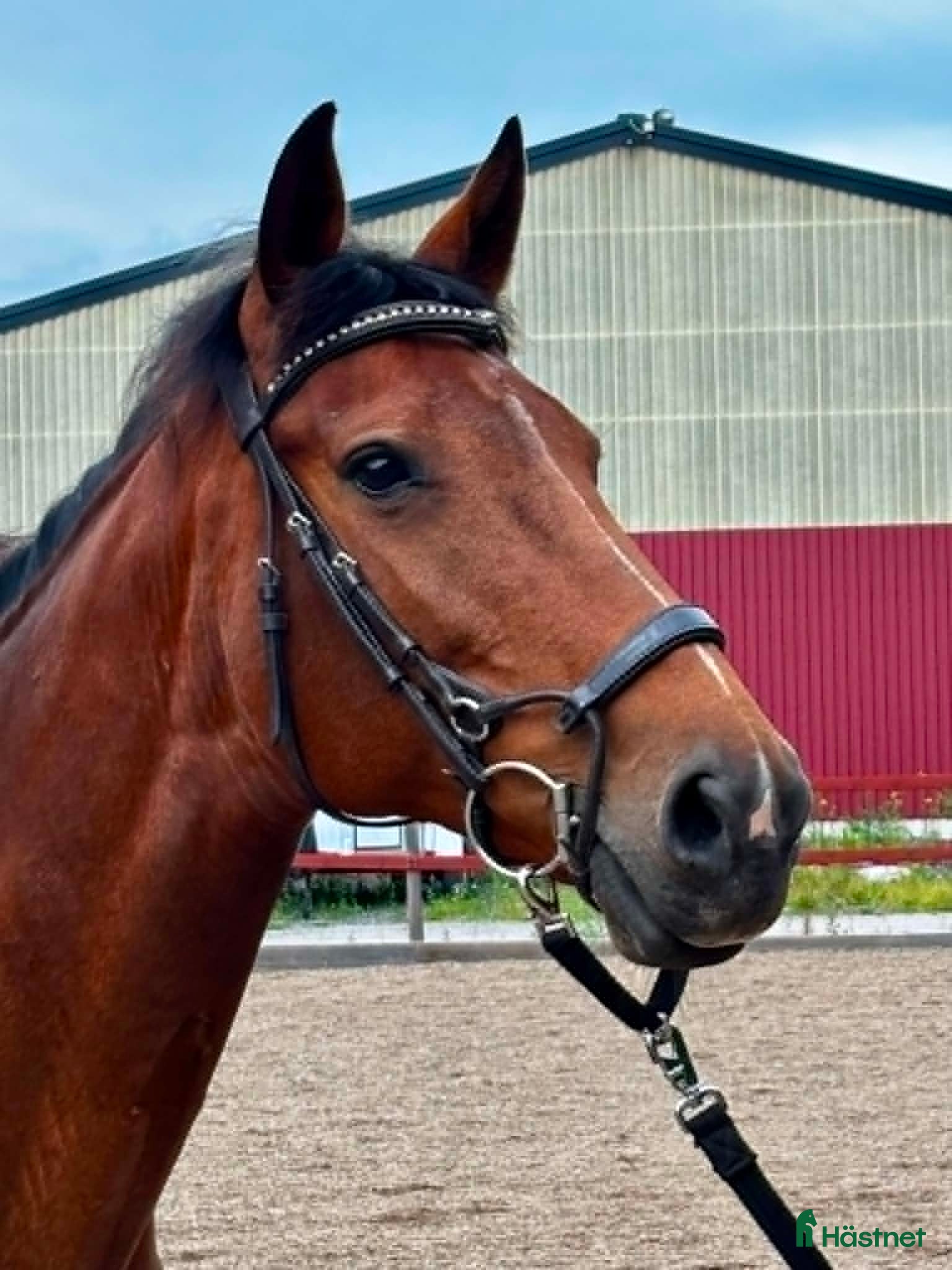  hästar Lyxigt allroundsto - Annons 2