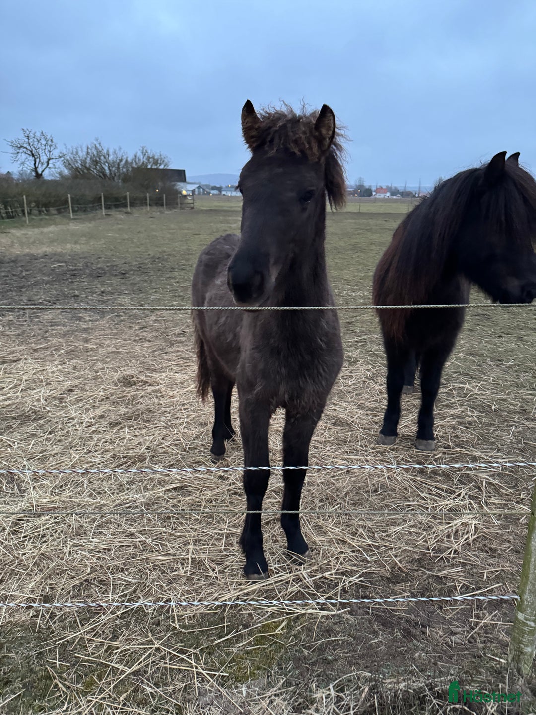 Island hästar till salu: Teitur från Rönnehill, född 2024, hingst!  i Blentarp - Annons 8