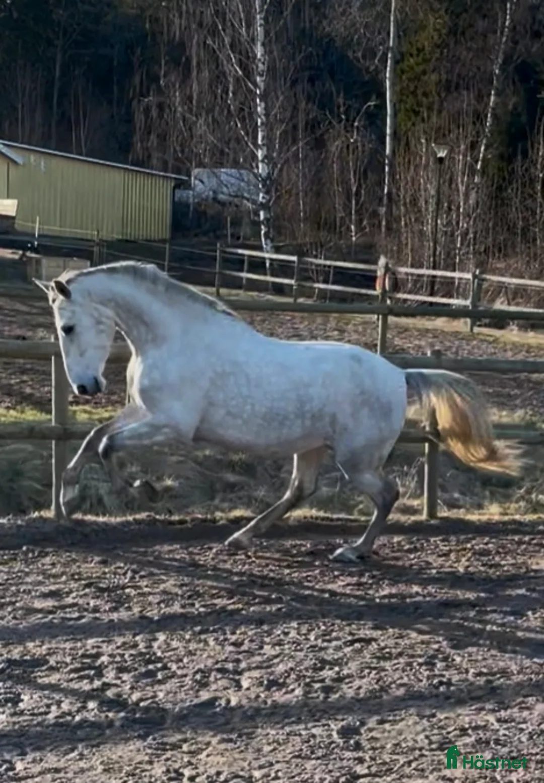 Akademiskt hästar till salu: Vacker PRE-vallack. i Hunnebostrand - Annons 4